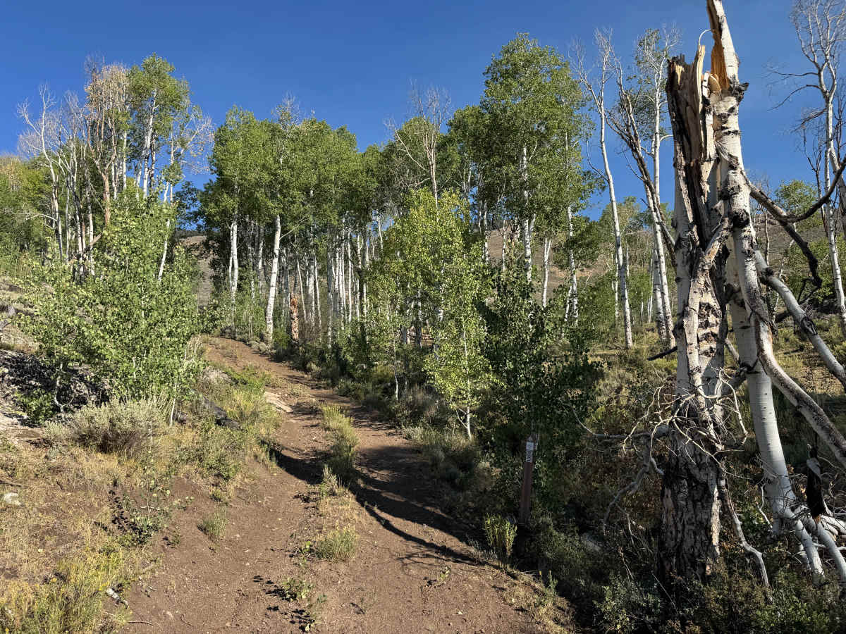 Flick Gulch Road trail photo