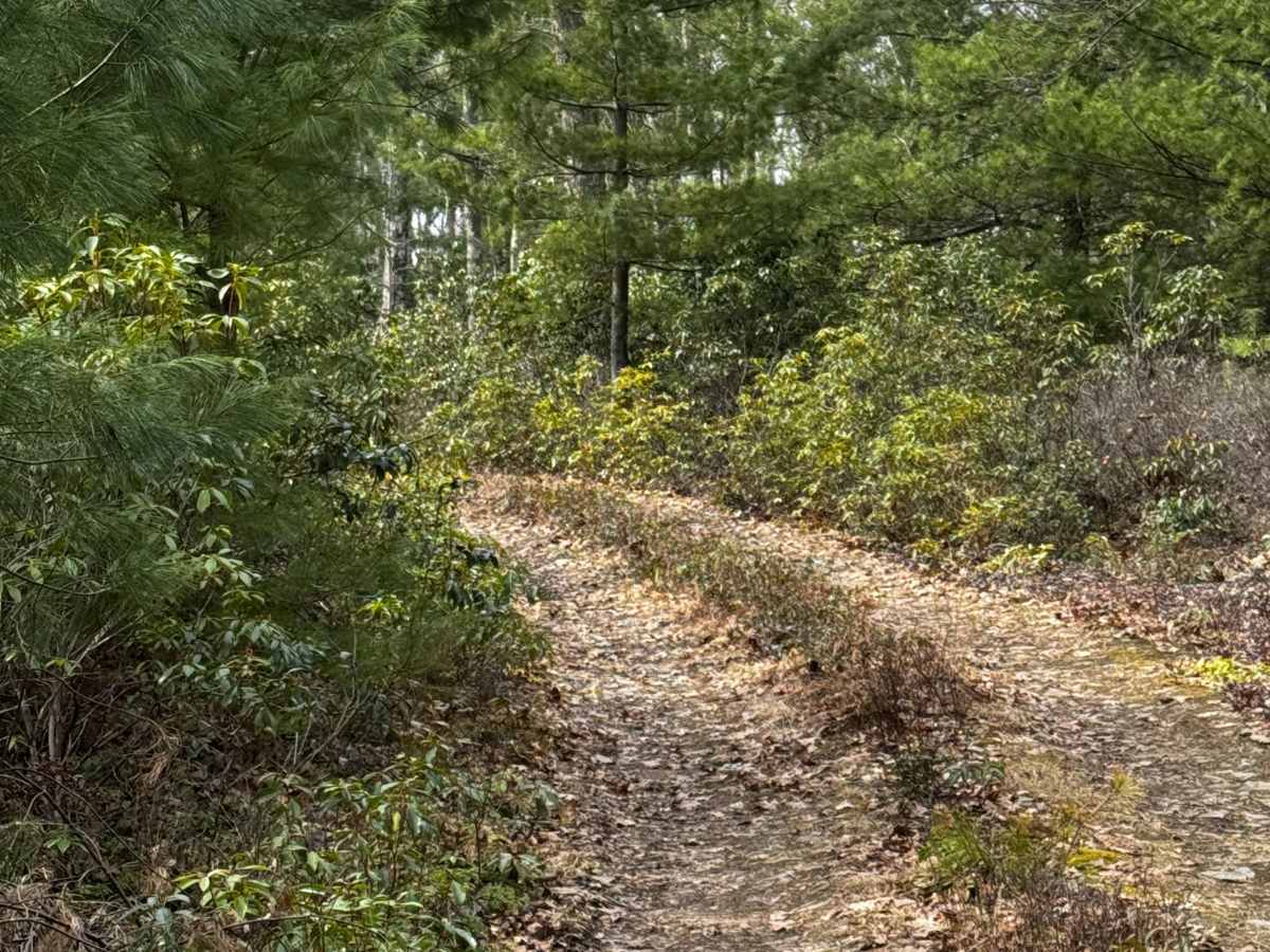 Dutlinger Trail photo 4
