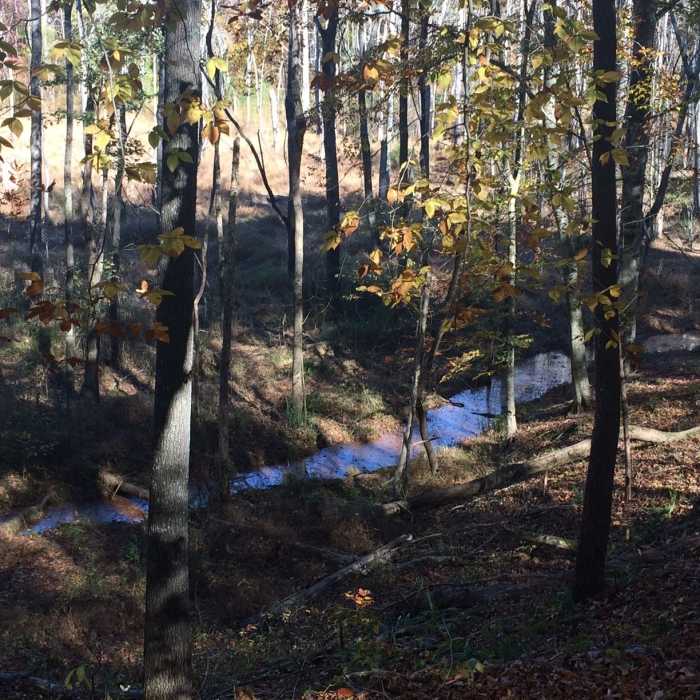 Near Great Blue Heron Loop