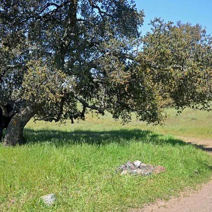 Near Rinconada Trail (14E30)