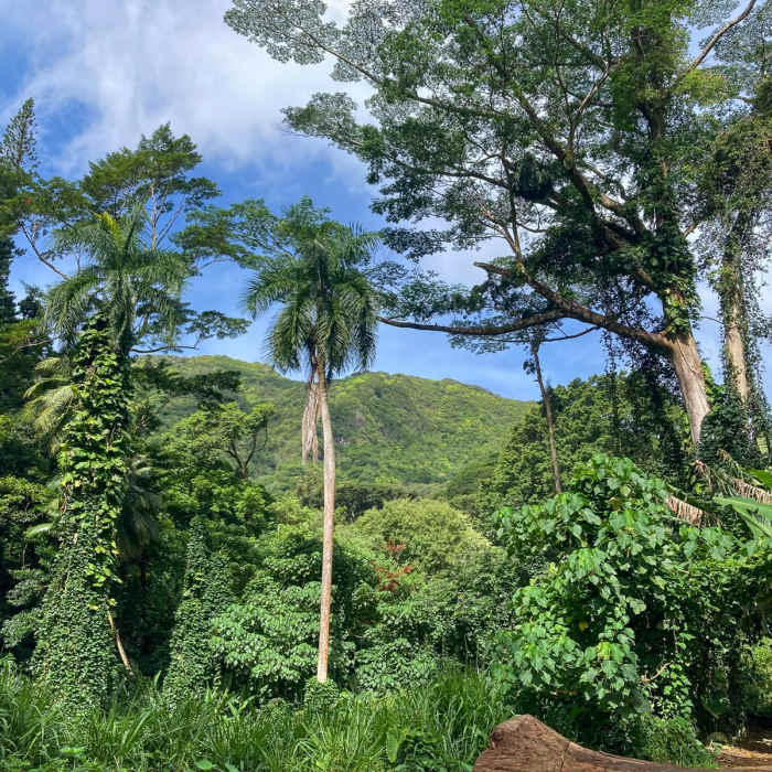 Near Pauoa Flats Lookout from Lyon Arboretum