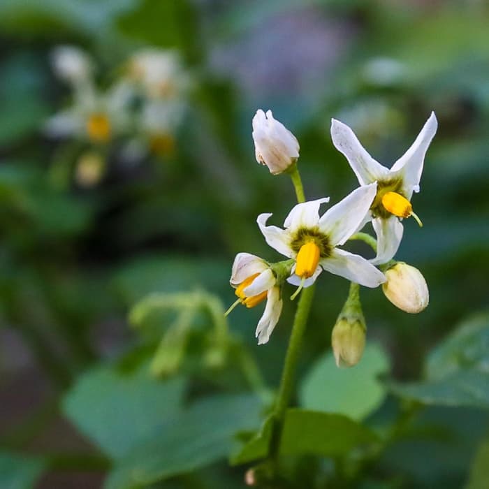 Near Bishop Peak Trail
