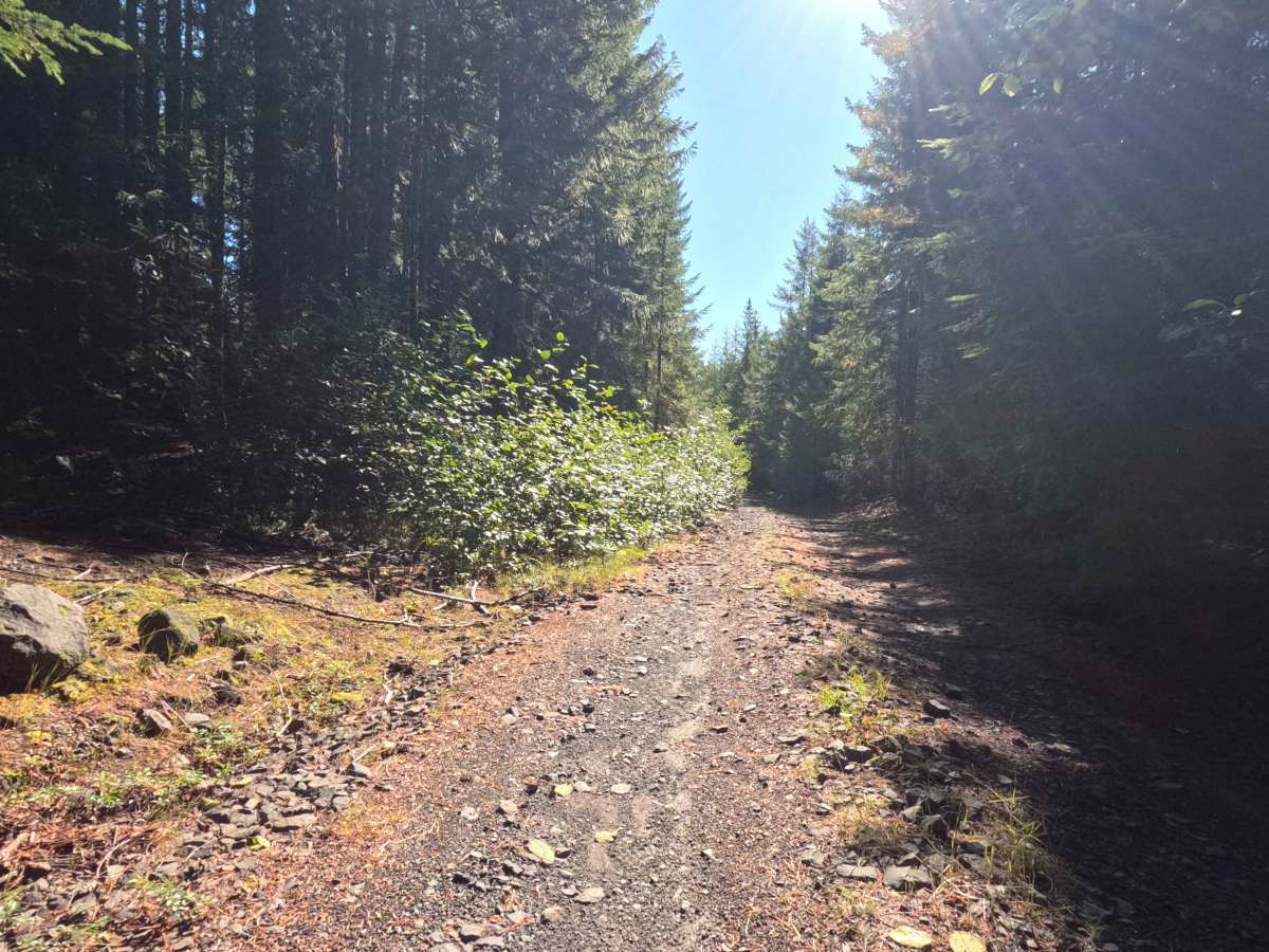 Jackpine - FS 2588000 photo 2