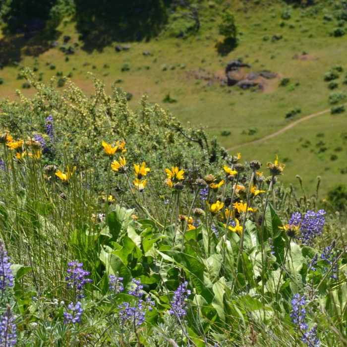 Near Lyle Cherry Orchard