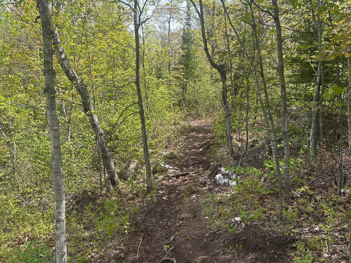 Lizzy (M25 Section 1) photo 3