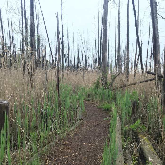 Singletrack through reeds and salt water marsh Near Maritime Forest Trail (Red)