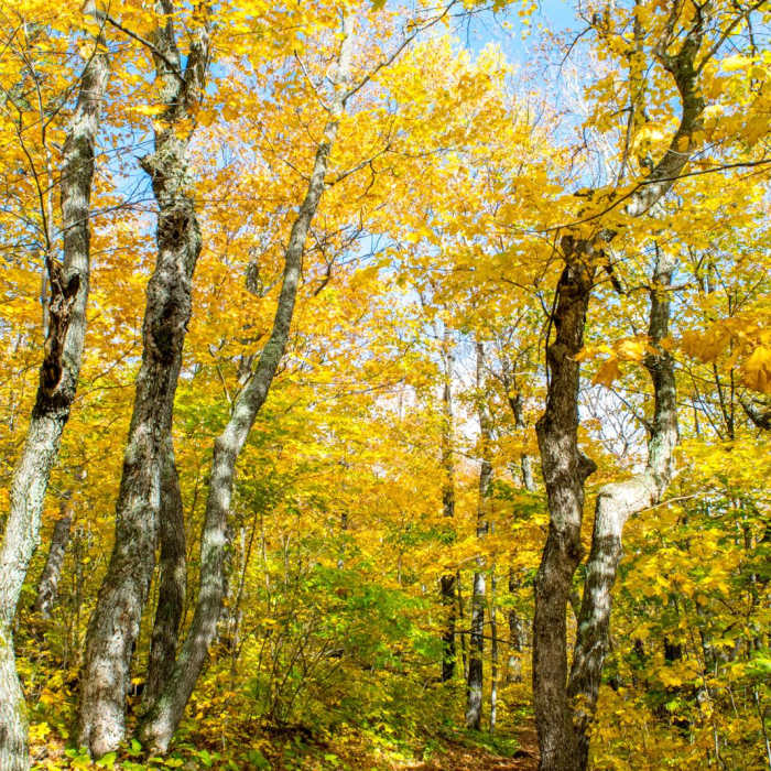 Near Oberg Mountain Near Oberg Mountain