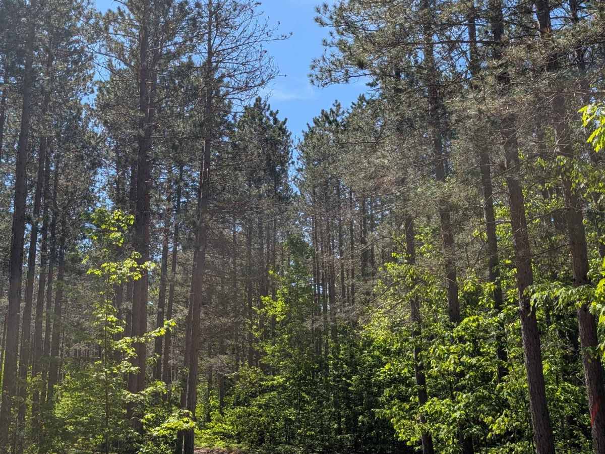North Missaukee Route (section 7) trail photo