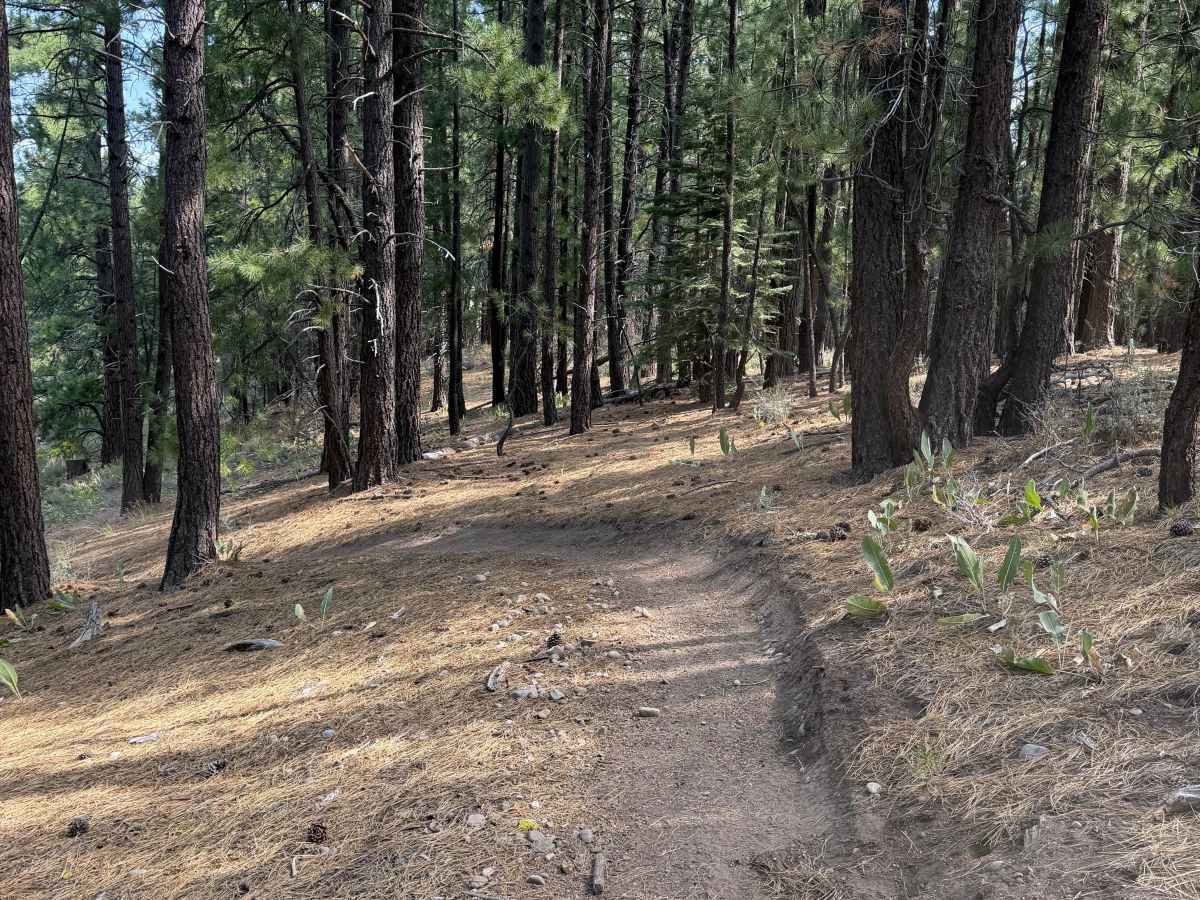 #34 trail photo