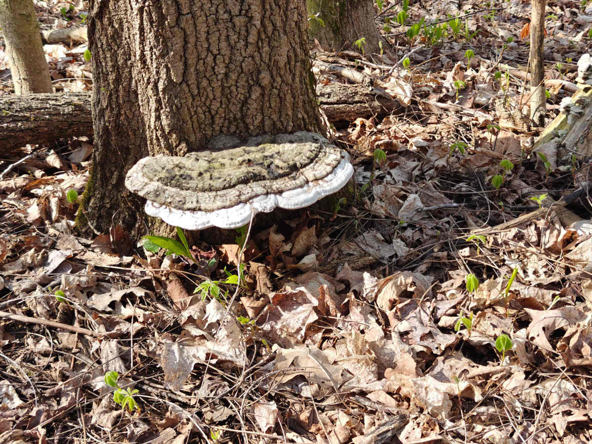 Middleville State Game Area photo 6
