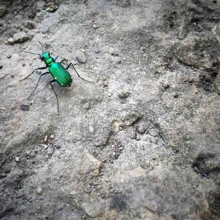 Near Waterfall Glen Main Trail