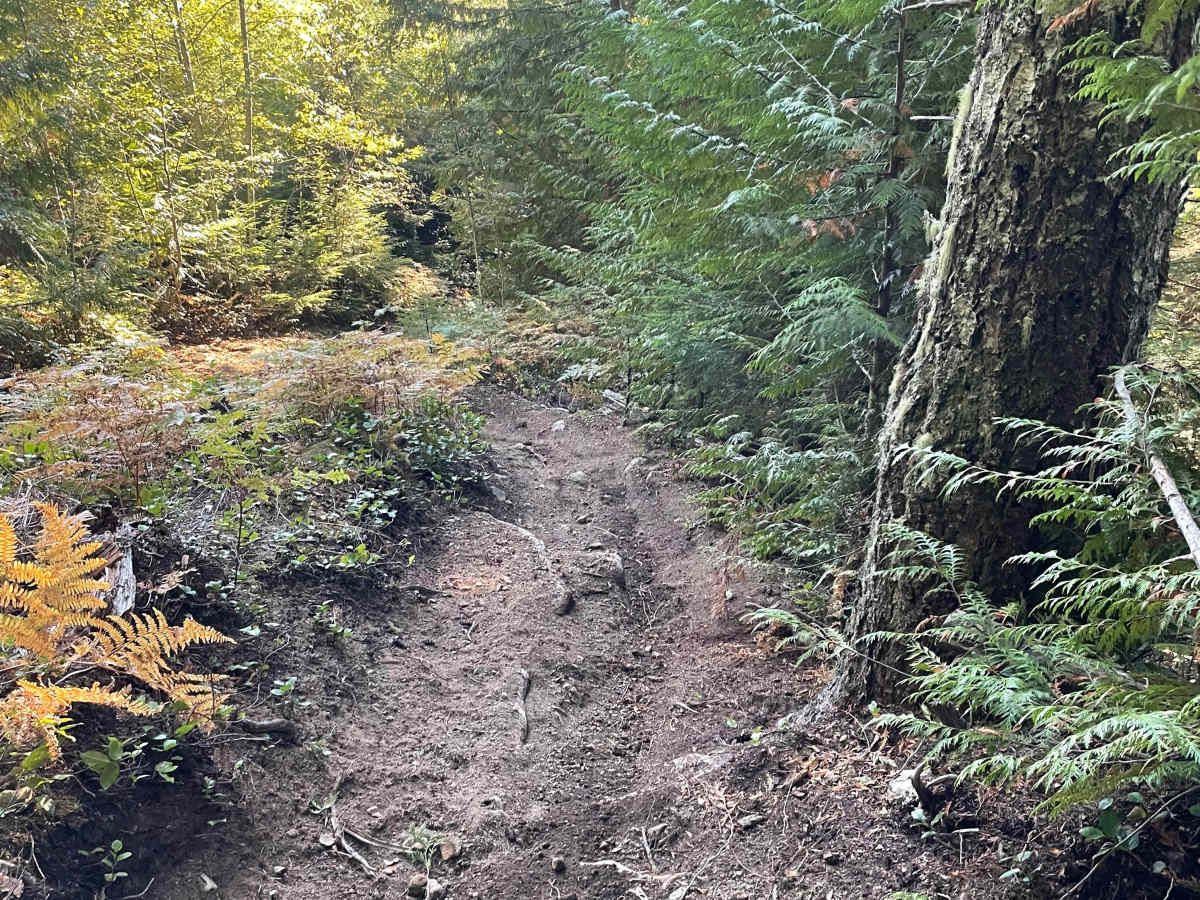 Skidder Skip photo 5