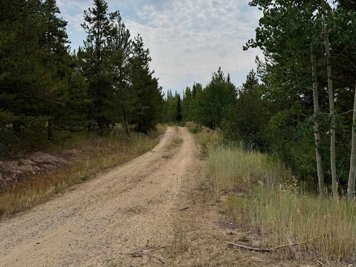 Wapiti Road - FS 441 photo 3