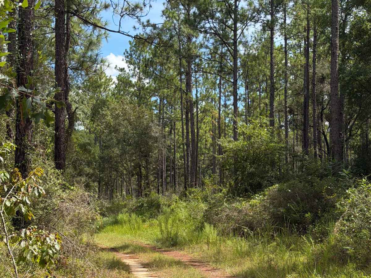 Blackwater River R81 photo 3
