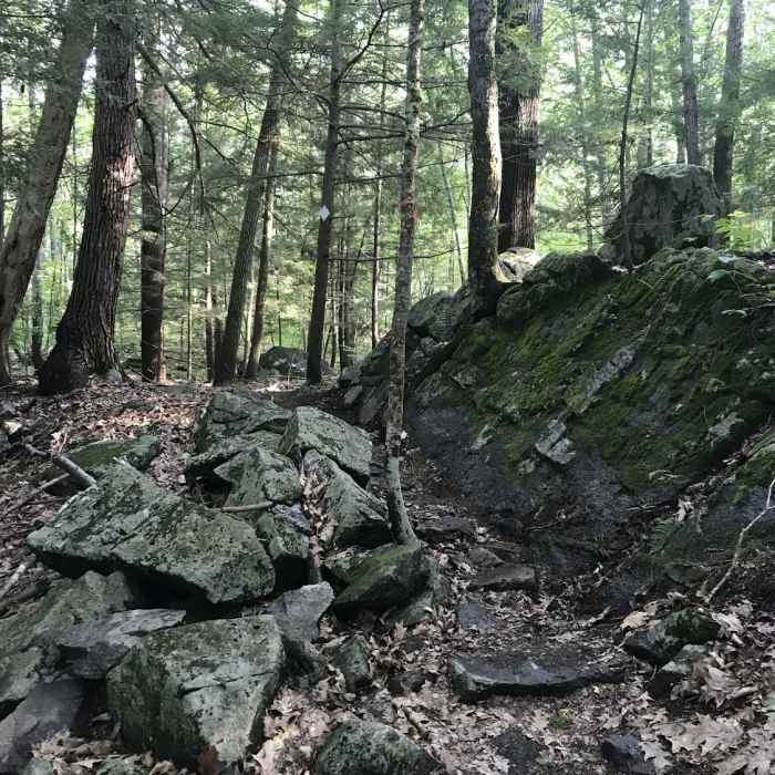 Near Stevens Woods White Trail