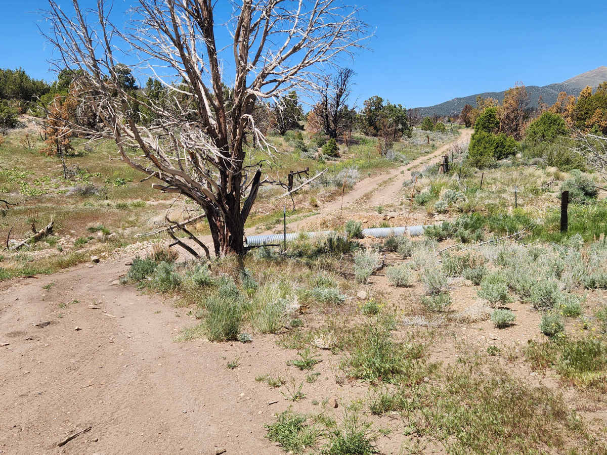 Pine Nut Valley Road - BLM P-14 photo 6
