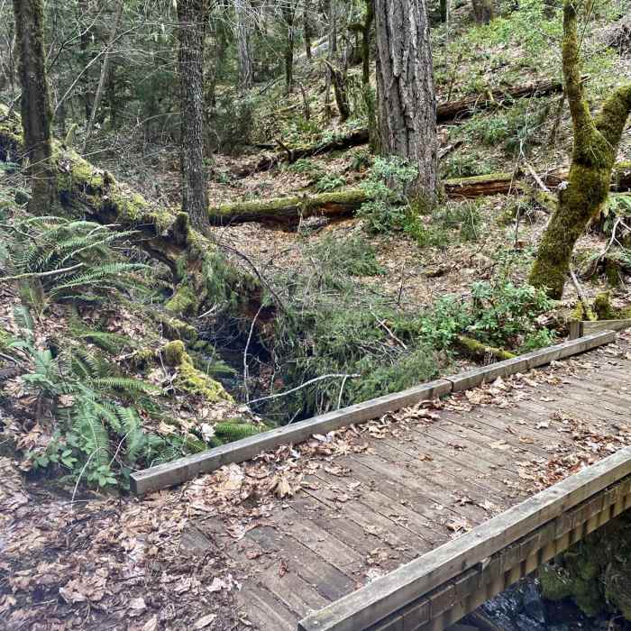 Near Waters Creek Loop Trail