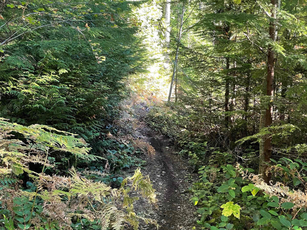 Deep Woods - Skidder Connector photo 6