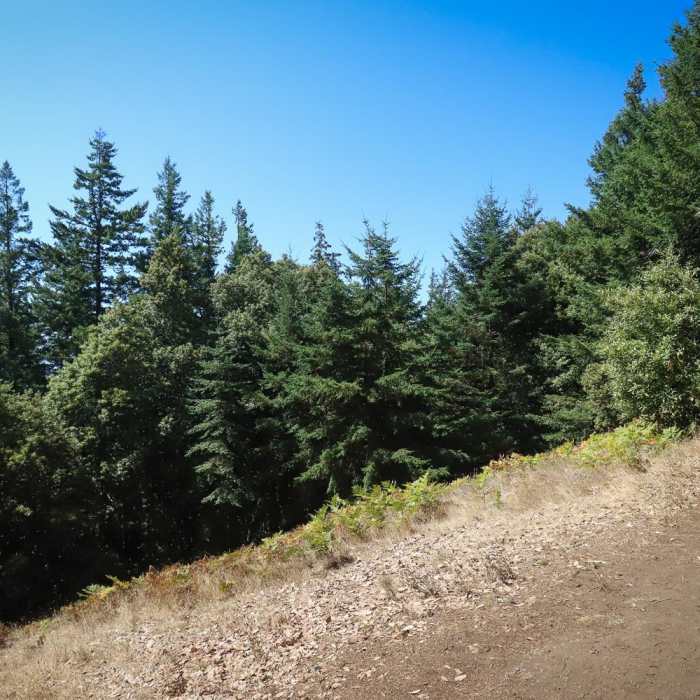 Near Humbug Mountain Trail