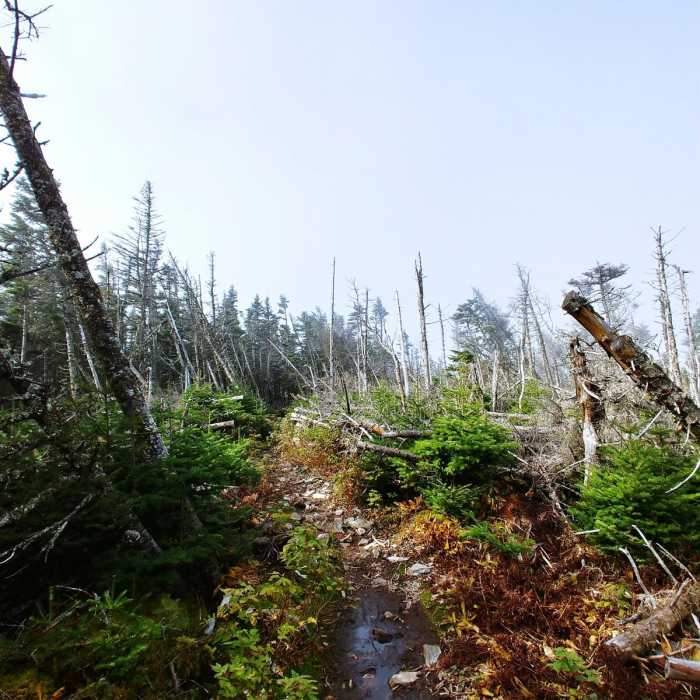 Near Four Summits Loop (Tom, Field, Willey, Avalon) Near Four Summits Loop (Tom, Field, Willey, Avalon)