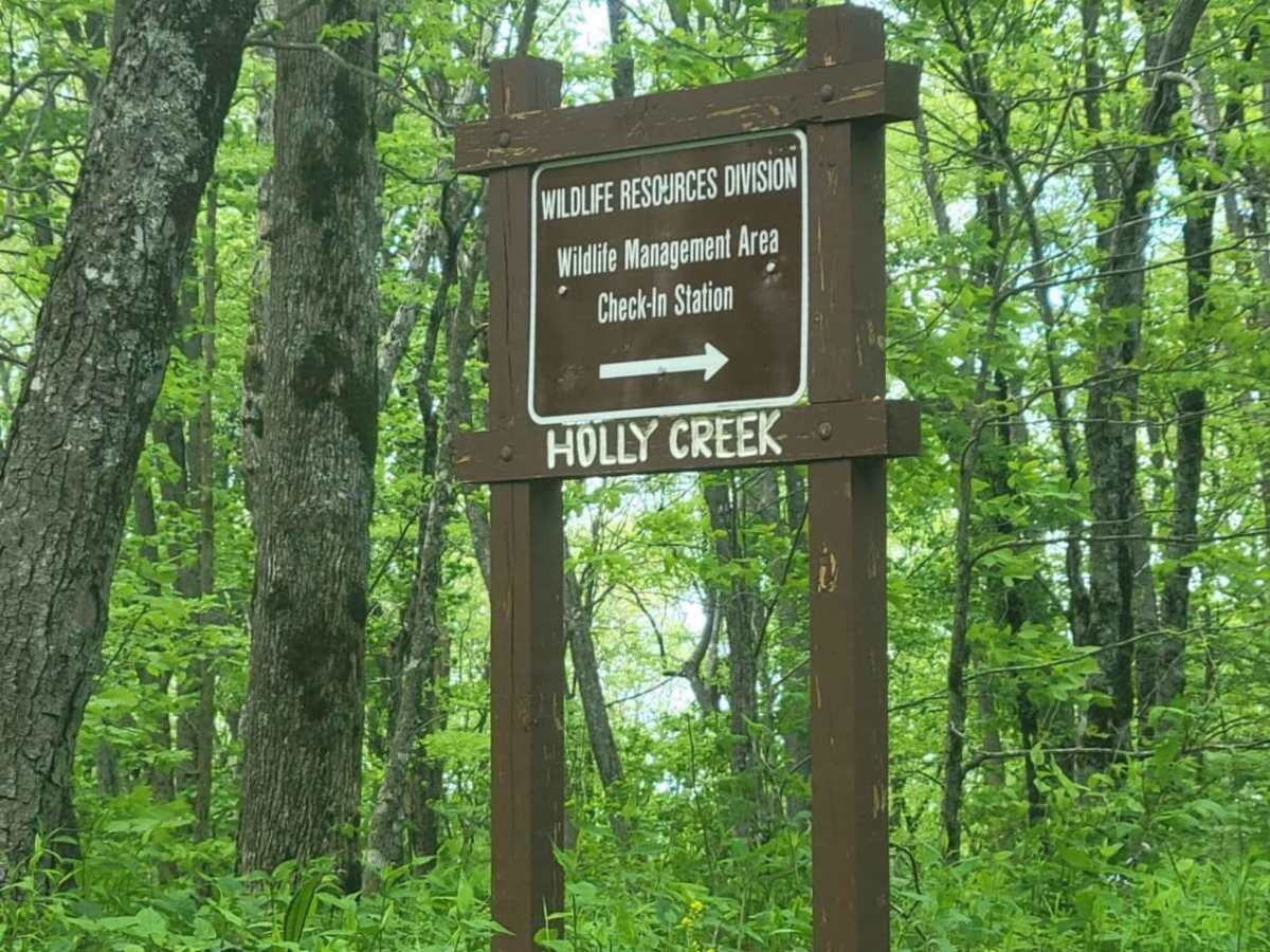 Old CCC Camp Road photo 5