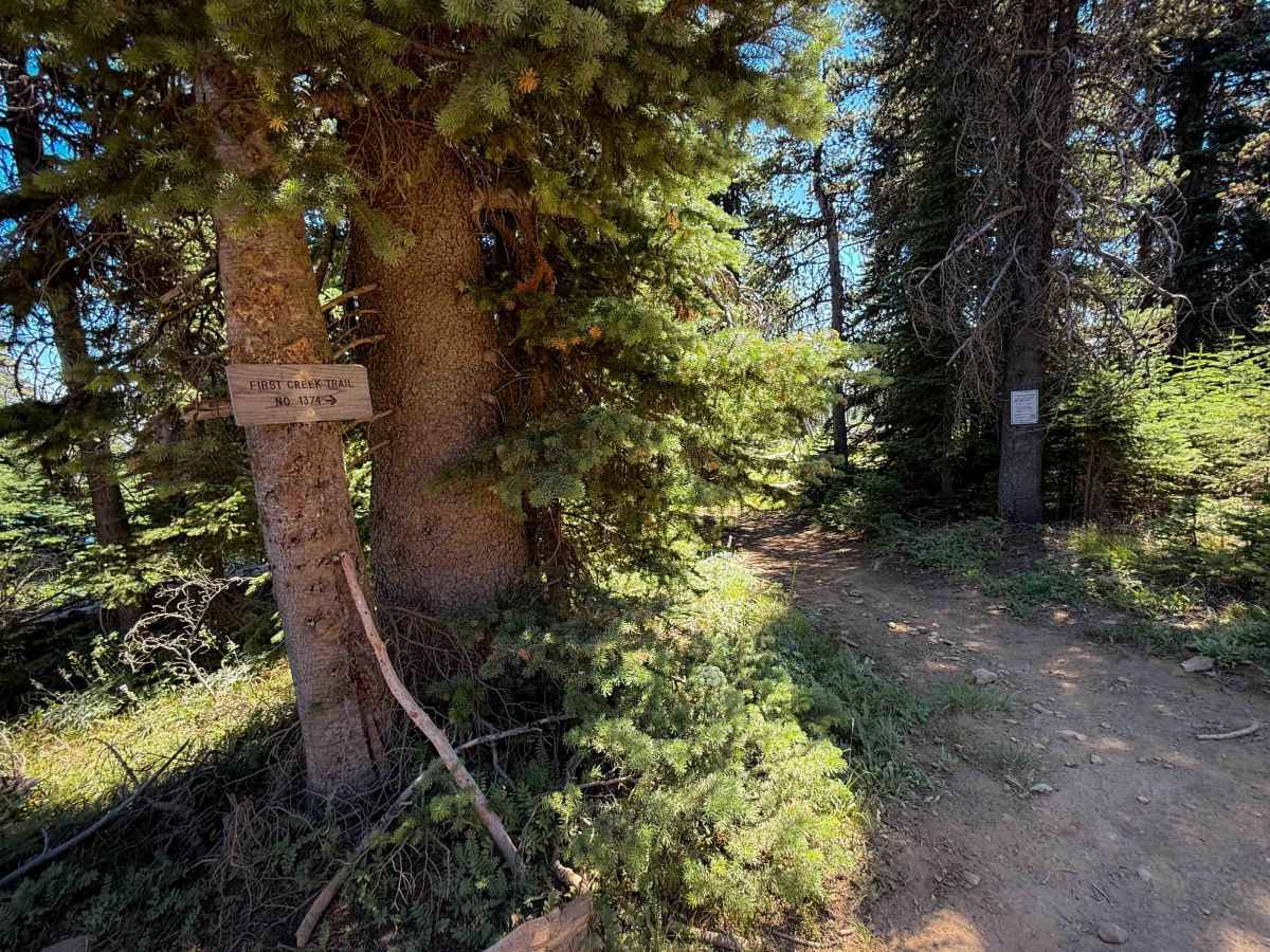 First Creek - FS 1374 trail photo
