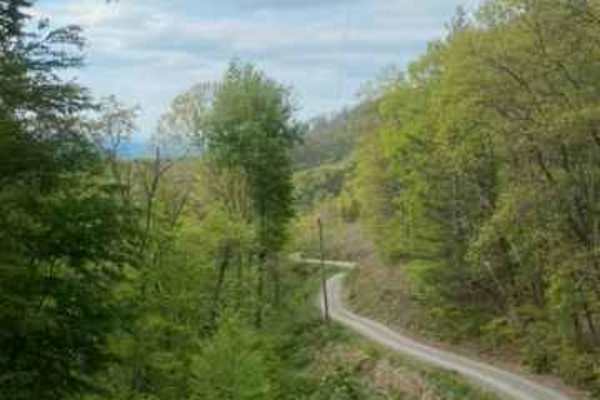 FR126 Waucheesi Bald