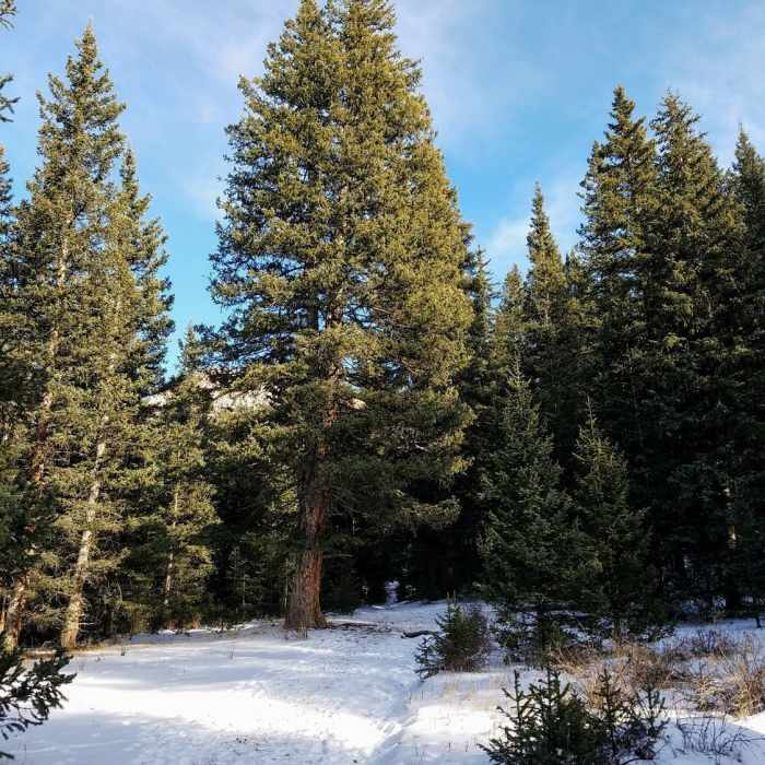 Near Pancake Rocks Trail (#704A)