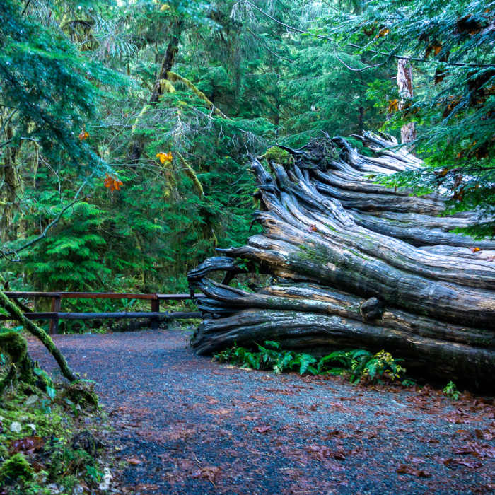 Near Staircase Rapids Loop