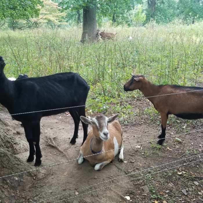 The local goats, who are on hand to help maintain the grounds Near Tyler Arboretum Loop