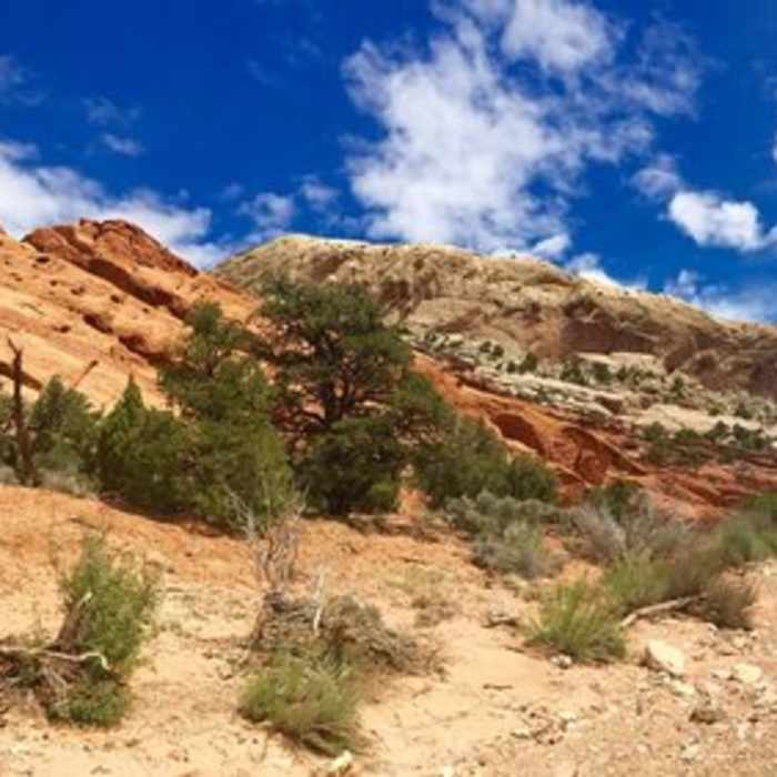 Views in the canyon wash of upper muley twist access road. 4WD/AWD higher clearance vehicles only. Near Upper Muley Twist Canyon Access Road