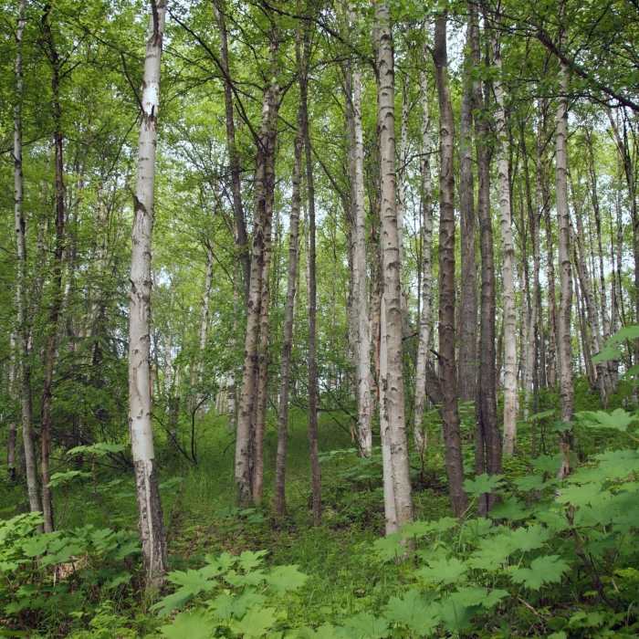 trees Near Middle Earth Trail