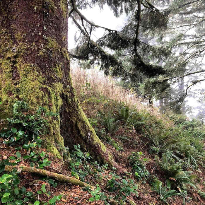 Near Heceta Head Trail