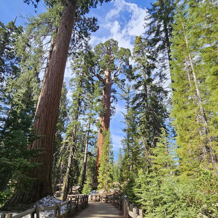 Near General Grant Tree Trail