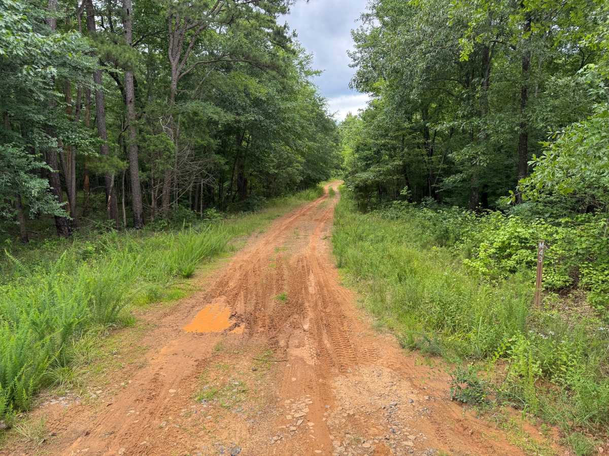 Vine trail photo