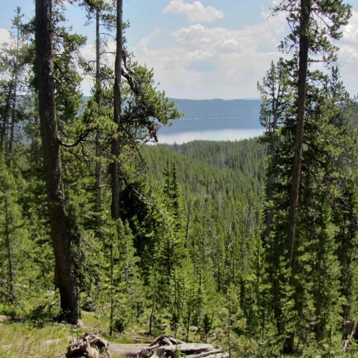 Near Pocket Lake Trail