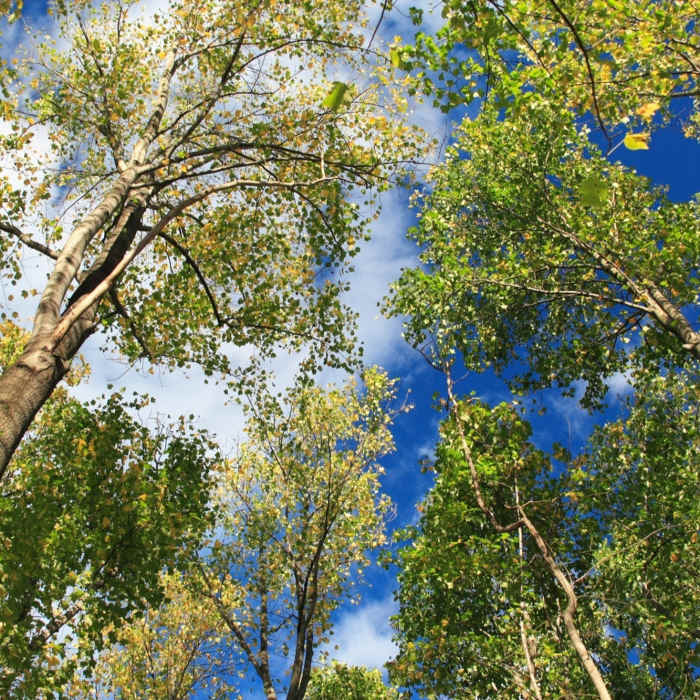 Colors of Fall II Near Ridley Creek SP: Yellow-White-Yellow Loop