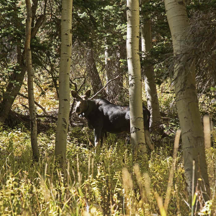 Near Cardiff Fork Trail