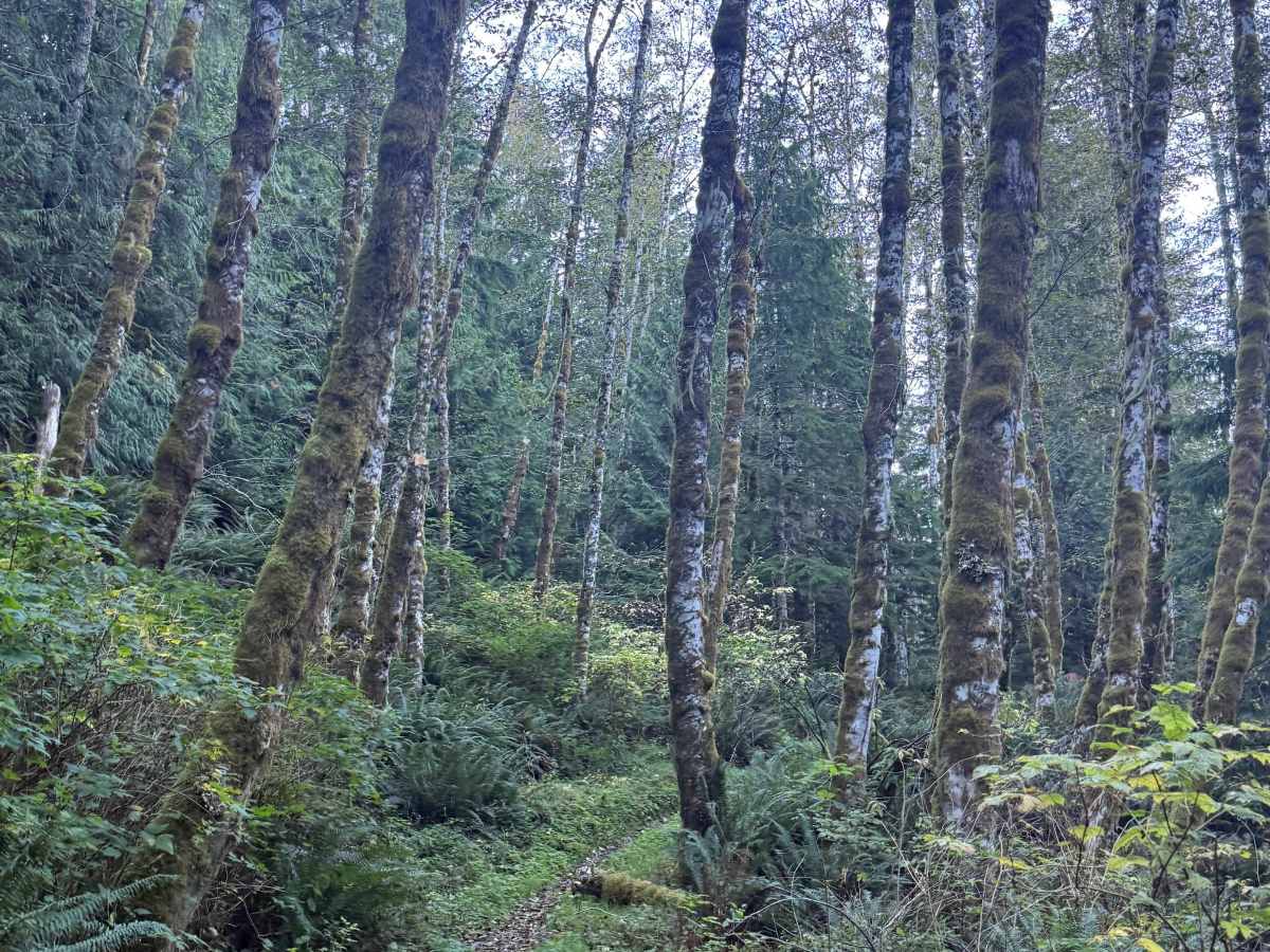 The switchbacks photo 6
