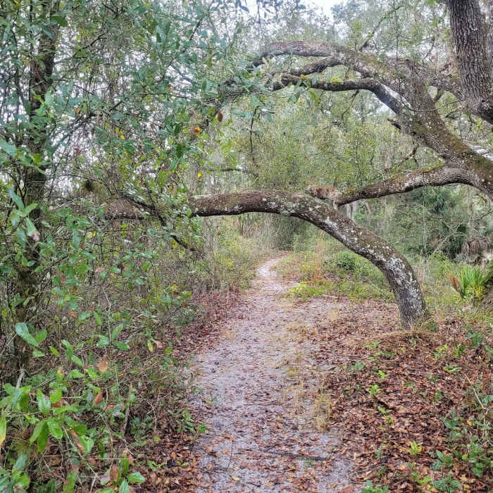 Near Palmetto Pines Trail