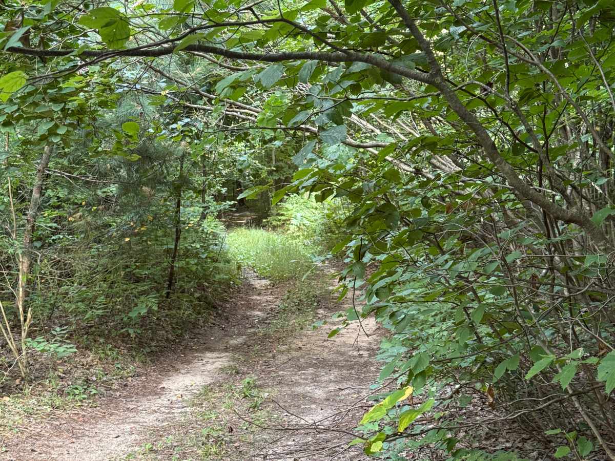 3 Powerline Trail photo 6