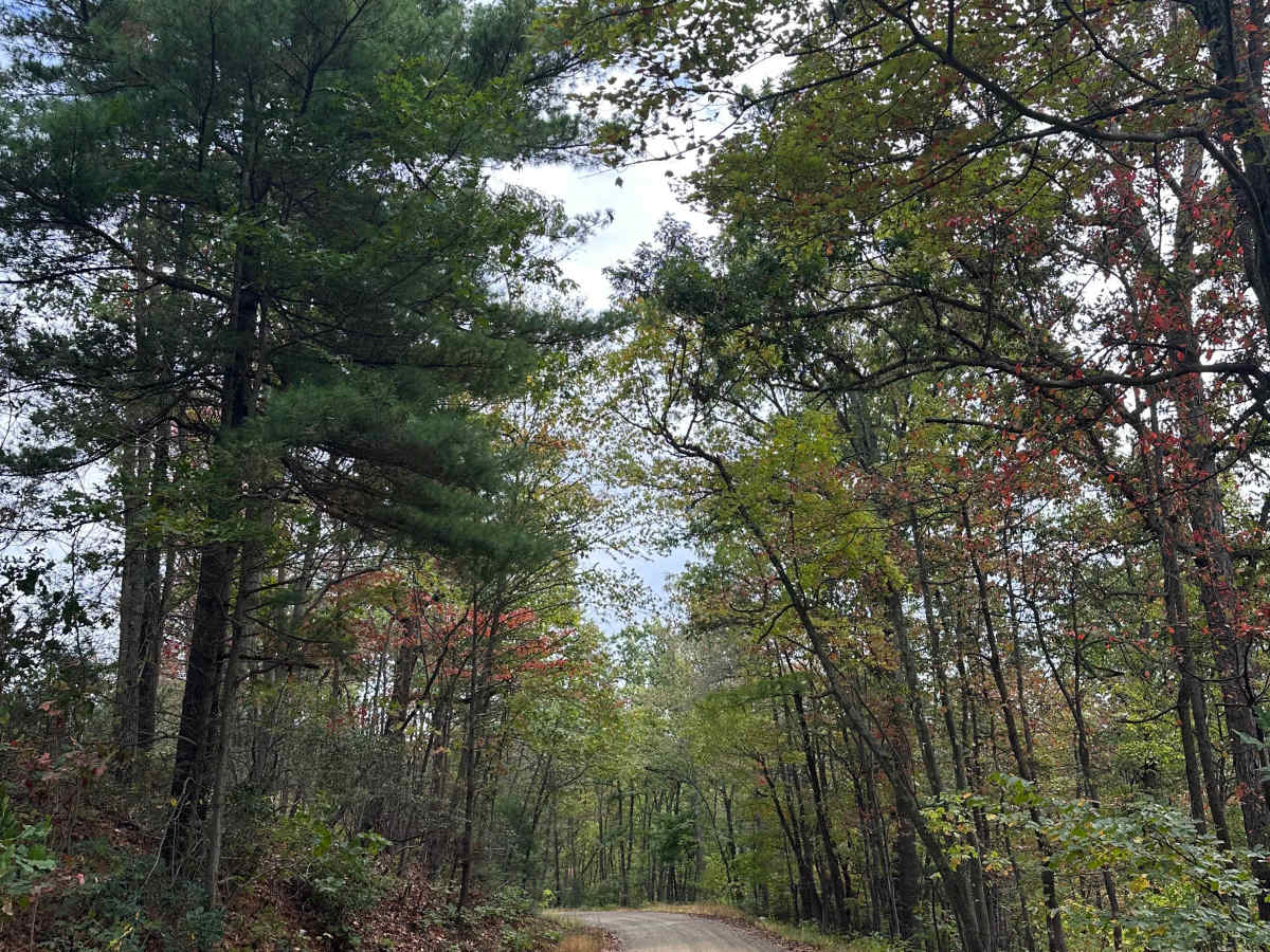 Staley Road trail photo