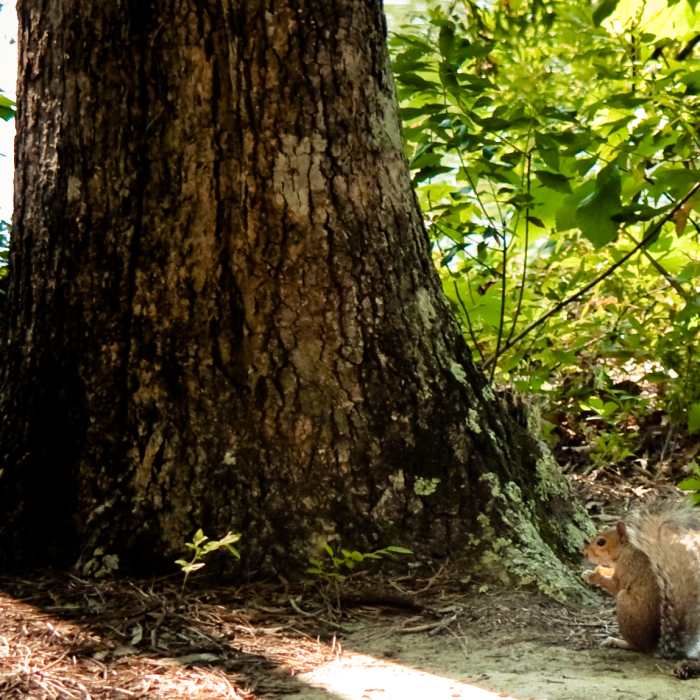 Local fauna checking out the local flora. Near Waller Mill Park Loop
