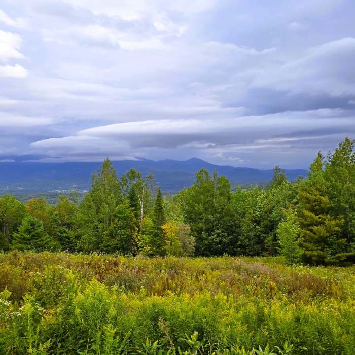 Near Pinnacle Meadows Trail