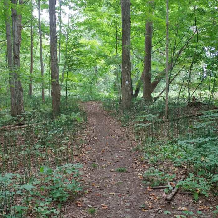 Near Finger Lakes Trail: Mitchellsville Gorge