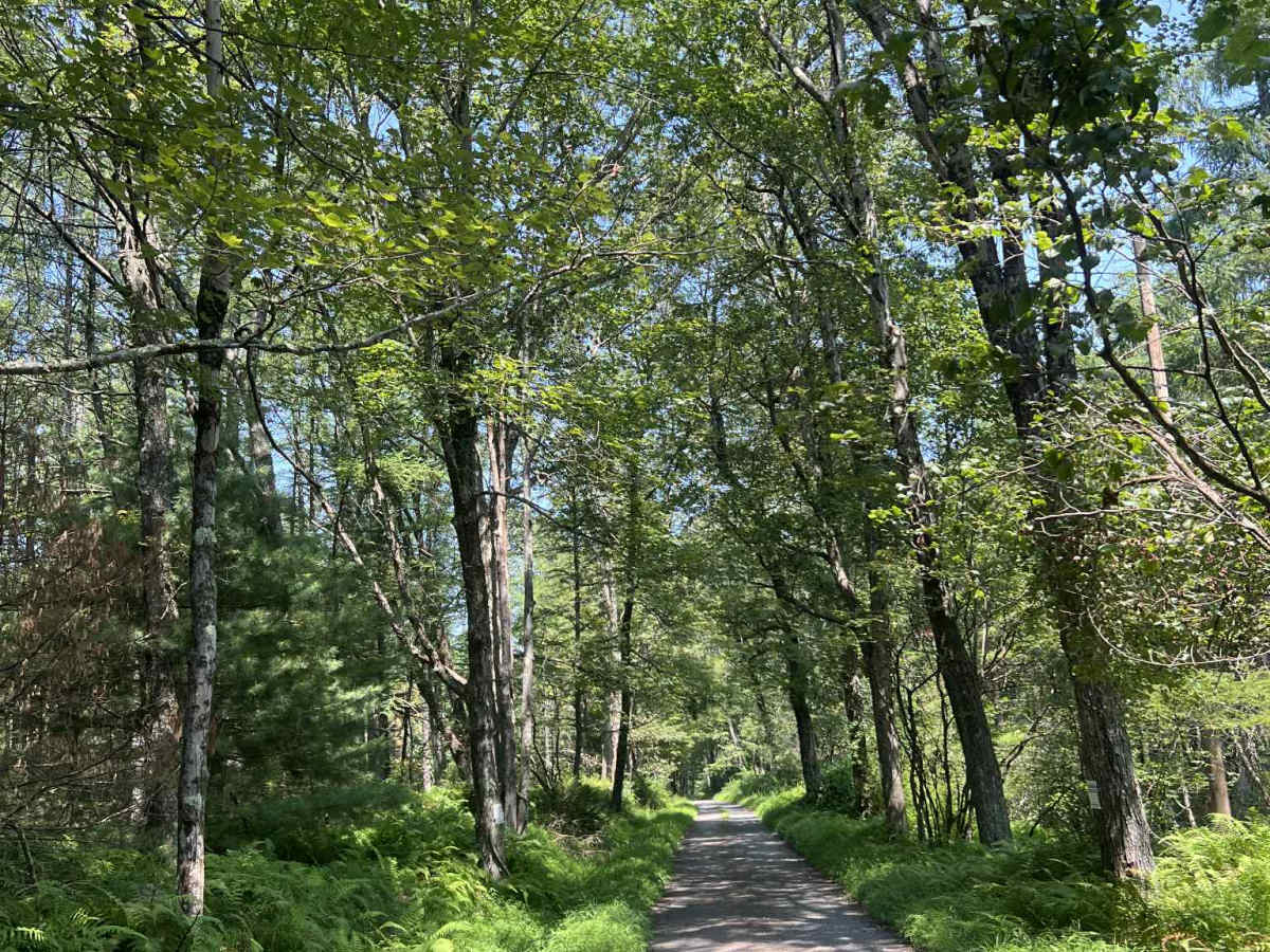 Mush Paw Road photo 3