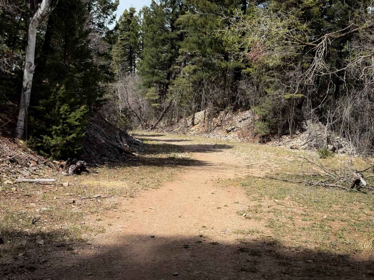 Pines South Trail  photo 5