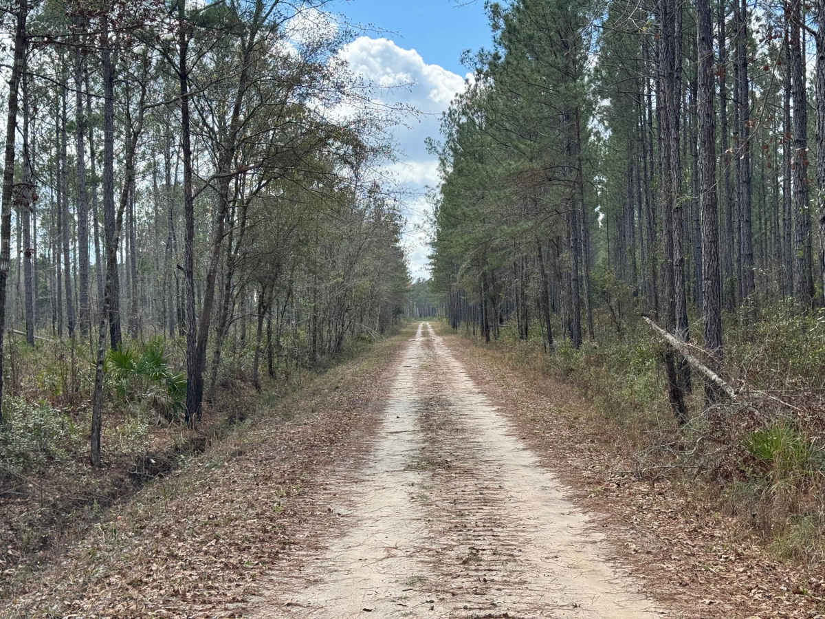 Hinson Road photo 4