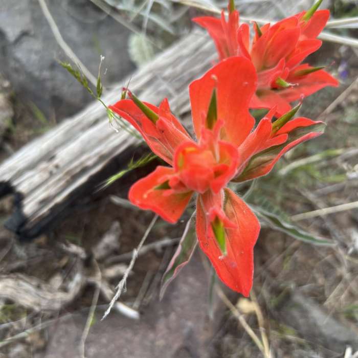 Near Reavis Gap Trail #117