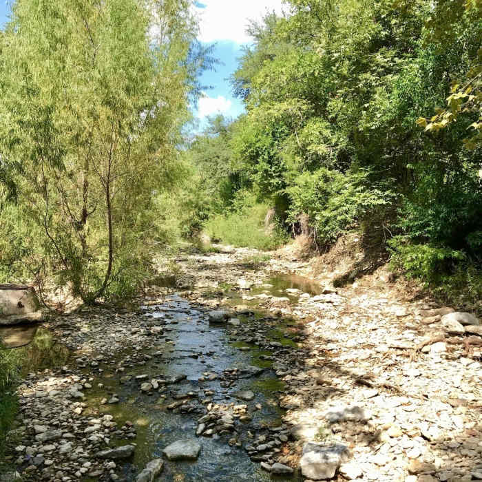 Near Shoal Creek Trail